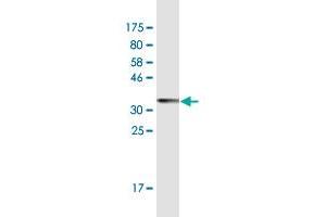 PPP1R10 antibody  (AA 1-83)