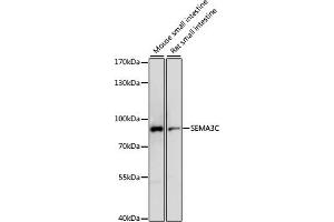 Western blot analysis of extracts of various cell lines, using SEMC antibody (ABIN7270198) at 1:1000 dilution. (SEMA3C antibody  (AA 21-330))