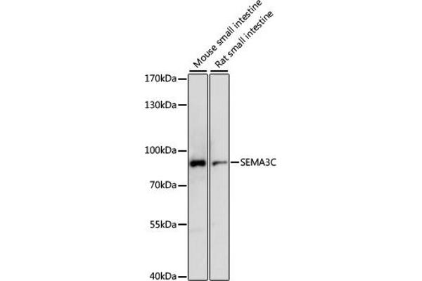 SEMA3C antibody  (AA 21-330)