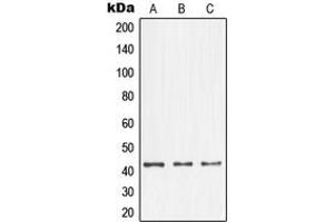 Western blot analysis of NFYA expression in A431 (A), K562 (B), NIH3T3 (C) whole cell lysates. (NFYA antibody  (C-Term))