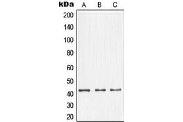 NFYA antibody  (C-Term)