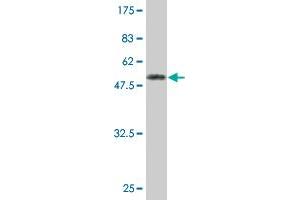 Western Blot detection against Immunogen (58. (CD20 antibody  (AA 1-297))