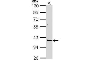 WB Image Sample (30 ug of whole cell lysate) A: A431 , 10% SDS PAGE antibody diluted at 1:1000 (AKR7A2 antibody)