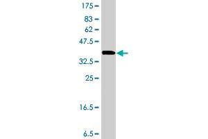 Western Blot detection against Immunogen (37. (SMN2 antibody  (AA 191-294))