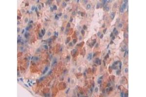 IHC-P analysis of Mouse Tissue, with DAB staining. (Elastase 3B antibody  (AA 28-267))