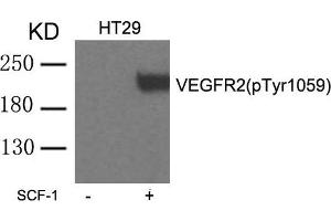 Western blot analysis of extracts from HT29 cells untreated or treated with SCF-1 using VEGFR2(phospho-Tyr1059) Antibody. (VEGFR2/CD309 antibody  (pTyr1059))
