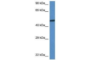 Western Blot showing Smarcd3 antibody used at a concentration of 1. (SMARCD3 antibody  (C-Term))