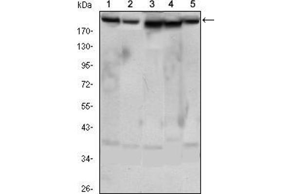 RICTOR antibody