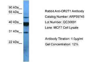 WB Suggested Anti-OR2T1  Antibody Titration: 0. (OR2T1 antibody  (C-Term))