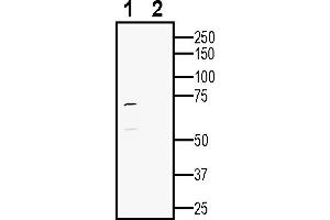 Western blot analysis of human SH-SY5Y neuroblastoma cell line lysate:1.