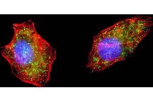 Fluorescent image of  cells stained with ATG4D (N-term) antibody. (ATG4D antibody  (N-Term))