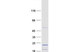 Validation with Western Blot (MRPL43 Protein (Transcript Variant 1) (Myc-DYKDDDDK Tag))