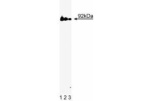 Western blot analysis of Stat3 on a A431 cell lysate (Human epithelial carcinoma, ATCC CRL-1555). (STAT3 antibody  (AA 1-175))