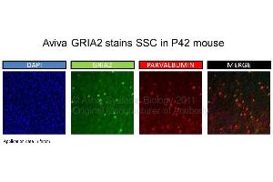 Image no. 1 for anti-Glutamate Receptor, Ionotropic, AMPA 2 (GRIA2) (N-Term) antibody (ABIN2792269) (GRIA2 antibody  (N-Term))