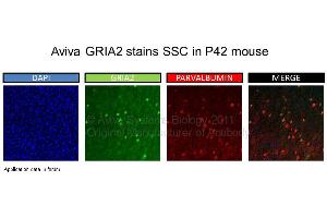 Image no. 1 for anti-Glutamate Receptor, Ionotropic, AMPA 2 (GRIA2) (N-Term) antibody (ABIN184235)