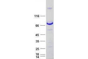 Validation with Western Blot (MTMR14 Protein (Transcript Variant 2) (Myc-DYKDDDDK Tag))