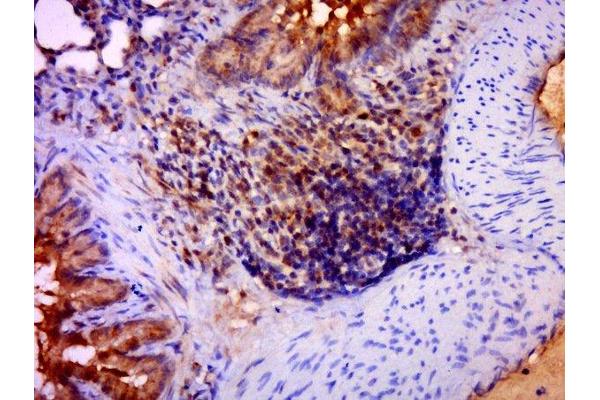 PDZD9 antibody  (AA 50-100)