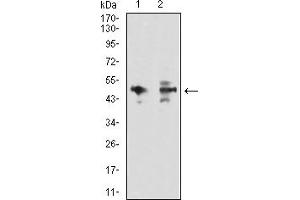 Western Blotting (WB) image for anti-Mitogen-Activated Protein Kinase 9 (MAPK9) (AA 227-382) antibody (ABIN7193450)