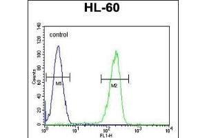 OR2F2 Antibody (C-term) (ABIN655223 and ABIN2844831) flow cytometric analysis of HL-60 cells (right histogram) compared to a negative control cell (left histogram). (OR2F2 antibody  (C-Term))