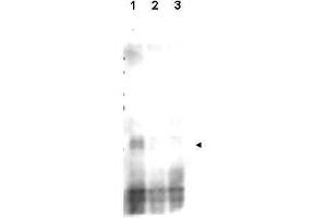 Western blot using  affinity purified anti-S. (CD151 antibody  (pSer30))