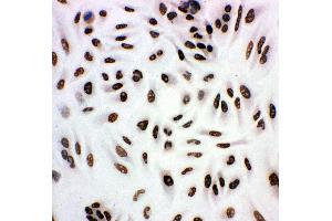 Anti-HDAC3 antibody,  ICC ICC: A549 Cell (HDAC3 antibody  (C-Term))