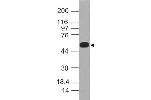 Image no. 1 for anti-Autoimmune Regulator (AIRE) (AA 30-270) antibody (ABIN5027013) (AIRE antibody  (AA 30-270))