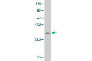 Western Blot detection against Immunogen (36. (MAP2K3 antibody  (AA 1-100))
