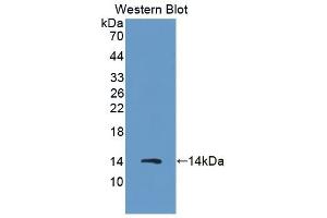 Detection of Recombinant S100A8, Porcine using Polyclonal Antibody to S100 Calcium Binding Protein A8 (S100A8) (S100A8 antibody  (AA 1-89))