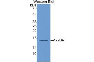 Western Blotting (WB) image for anti-Interleukin 6 Receptor (IL6R) (AA 214-348) antibody (ABIN1859441)