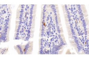Immunohistochemistry (IHC) image for anti-Chromogranin A (CHGA) (AA 24-154) antibody (ABIN7443716)