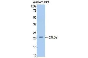 Western Blotting (WB) image for anti-Complement Factor P (CFP) (AA 54-217) antibody (ABIN1858389) (CFP antibody  (AA 54-217))