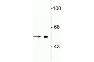 Western blot of rat testes lysate showing specific immunolabeling of the ~58 kDa Fto protein. (FTO antibody  (N-Term))