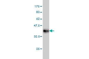 Western Blot detection against Immunogen (36. (MAP4K4 antibody  (AA 611-710))