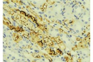 ABIN6276840 at 1/100 staining Mouse liver tissue by IHC-P. (CHI3L1 antibody  (Internal Region))