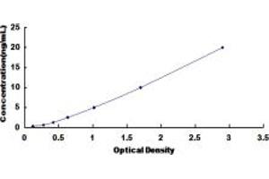 SLC22A12 ELISA Kit