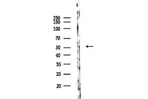 Western blot analysis of lysates from Mouse lung, using WDR34 Antibody at 1/1000 dilution.