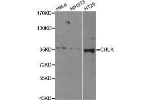Western blot analysis of extracts of various cell lines, using CHUK antibody (ABIN5971093) at 1/500 dilution.