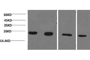 Western Blotting (WB) image for anti-Cyclophilin B (PPIB) antibody (ABIN5959334) (PPIB antibody)