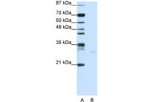 WB Suggested Anti-PDCD8 Antibody Titration:  0.