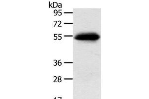 Western Blot analysis of 823 cell using SLC7A5 Polyclonal Antibody at dilution of 1:250 (SLC7A5 antibody)