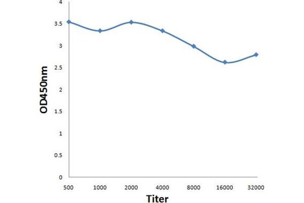NID2 antibody  (AA 501-600)