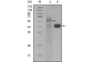 Western blot analysis using PAR4 mouse mAb against full-length Trx-Par4 recombinant protein (1) and Hela cell lysate (2). (F2RL3 antibody  (AA 1-330))