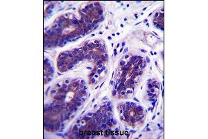 GDPD3 Antibody (N-term) (ABIN657885 and ABIN2846839) immunohistochemistry analysis in formalin fixed and paraffin embedded human breast tissue followed by peroxidase conjugation of the secondary antibody and DAB staining. (GDPD3 antibody  (N-Term))