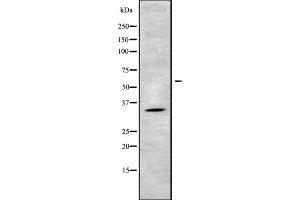 Western blot analysis of MAGG1 using 293 whole cell lysates (Necdin-Like 2 antibody  (Internal Region))