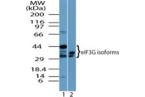 Image no. 2 for anti-Eukaryotic Translation Initiation Factor 3, Subunit G (EIF3G) (AA 50-100) antibody (ABIN960153) (EIF3G antibody  (AA 50-100))