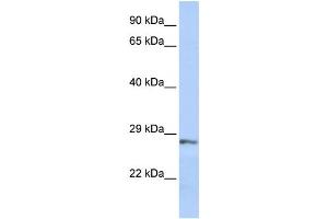 Western Blotting (WB) image for anti-Secreted Frizzled-Related Protein 2 (SFRP2) antibody (ABIN2459973)