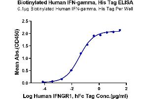 Immobilized Biotinylated Human IFN-gamma at 1 μg/mL (100 μL/Well) on the plate.