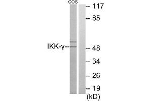 Western Blotting (WB) image for anti-Inhibitor of kappa Light Polypeptide Gene Enhancer in B-Cells, Kinase gamma (IKBKG) (Internal Region) antibody (ABIN1850136) (IKBKG antibody  (Internal Region))