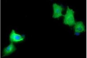 Image no. 2 for anti-Mitogen-Activated Protein Kinase Kinase 1 (MAP2K1) antibody (ABIN1499390) (MEK1 antibody)