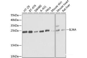 Western blot analysis of extracts of various cell lines using IL36A Polyclonal Antibody at dilution of 1:1000. (IL36A/IL1F6 antibody)